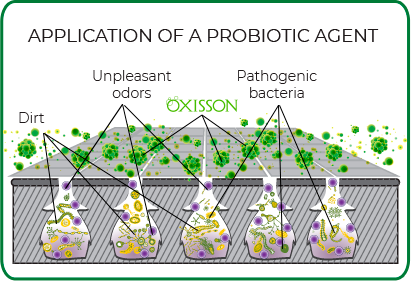 Oxisson with-probiotic